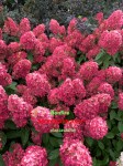 image (6)